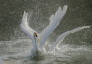 白色的天鹅图片