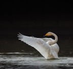 白色的天鹅图片