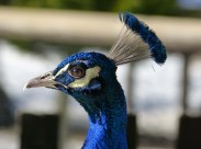 孔雀头部高清图片