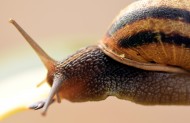 缓慢爬行的蜗牛图片大全