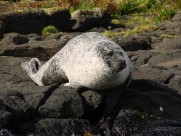 呆萌的海狮图片