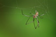 一只蜘蛛高清图片大全