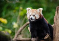 野生的小熊猫图片