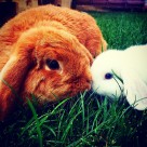 软萌可爱的兔子图片大全2