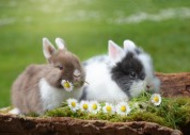 软萌可爱的兔子图片大全2