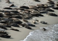 一群慵懒的海狮图片