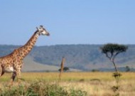 世界最高动物长颈鹿图片