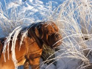 顽皮可爱的波尔多犬图片大全