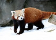 活泼可爱的小熊猫图片