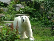 强壮的北极熊图片大全