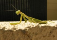 绿色霸道的螳螂图片