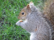 灰色的小松鼠图片