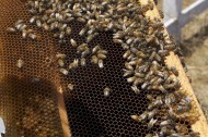 蜂箱里的蜜蜂图片