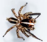 善于蹦跳的跳蛛图片大全