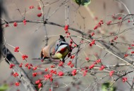 树上的太平鸟图片