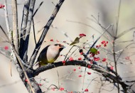 树上的太平鸟图片