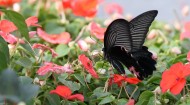 黑色的蝴蝶图片大全