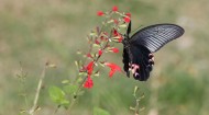 黑色的蝴蝶图片大全
