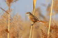 芦苇枝上的文须雀图片大全