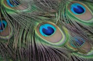 光鲜的孔雀羽毛图片