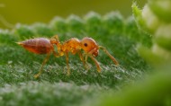 微距举腹蚁图片