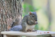 活泼的小松鼠图片大全