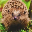 可爱娇小的刺猬图片