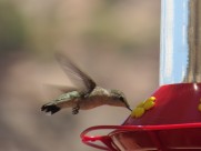 身体娇小的蜂鸟图片