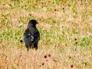 漆黑的乌鸦图片大全
