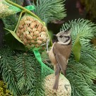 可爱的山雀图片