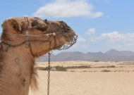 沙漠中的骆驼图片大全