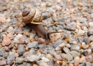 爬行缓慢的蜗牛图片