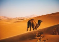 荒漠中的骆驼图片