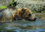 体型庞大的棕熊图片大全