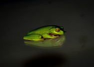 形态各异的青蛙图片