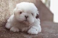 可爱的小奶狗图片