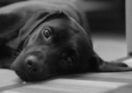 黑色的拉布拉多犬图片
