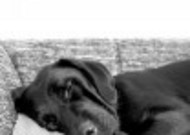 黑色的拉布拉多犬图片
