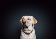 米白色拉布拉多犬图片