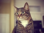 睁大双眼的小猫图片