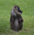 灰色的猴子图片