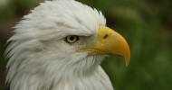美国国鸟白头海雕图片大全