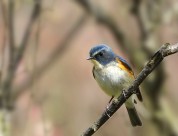 枝头上的红胁蓝尾鸲图片