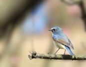 枝头上的红胁蓝尾鸲图片