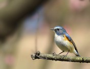 枝头上的红胁蓝尾鸲图片