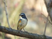 枝头上的红胁蓝尾鸲图片