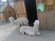 动物园里的羊驼图片