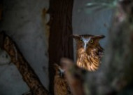 眼神锐利的猫头鹰图片
