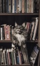 扭头张望的猫图片