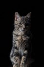 扭头张望的猫图片